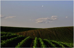 Empty Spring Field / Empty Spring Field