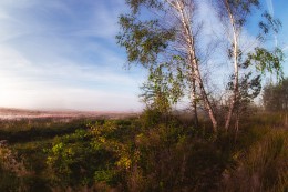 Березки / березы