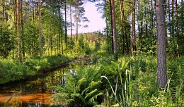 лесной пейзаж / речка в лесу