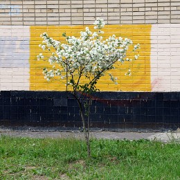 &nbsp; / цветущее дерево на фоне стены