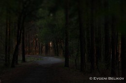 В лесу / Лесная дорожка