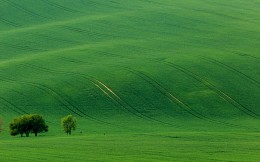 Green velvet / Зелёные поля Южной Моравии. В разное время года этот холм дарит фотографам новые краски.