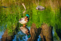Отражение неотразимого ) / Селезень в отражении воды
