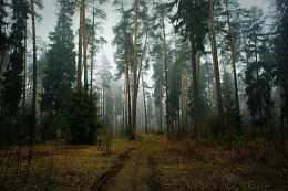 Туманный лес / Утро в лесу