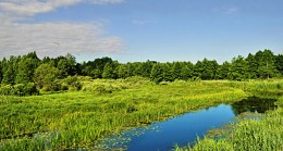 утро раннее / река, летнее утро