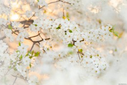 Весенний свет / цветущая алыча