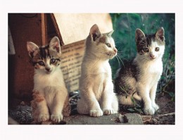 Котята* / три маленьких котёнка)