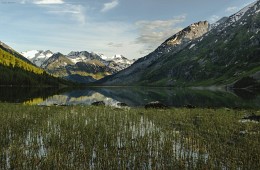 камышь / Средне мультийское озеро