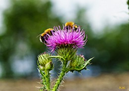 Два шмеля / Two bumblebees / SONY ILCE-6000 camera lens SEL-50 F/5 ISO 100