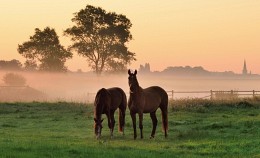 A morning in my region. / ***