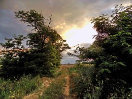 Дорога в поле... / Пейзаж.Дорога между деревьями во время заката.
