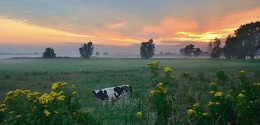 Colors of a summer morning. / ***