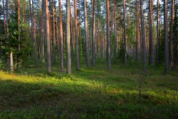 Вечер в сосновом лесу / Выру, Эстония