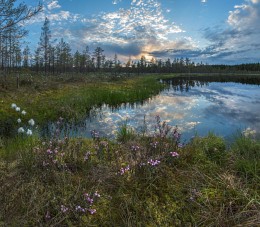 Цветёт подбел на болоте. / Ленинградская область. Июнь, 2015.