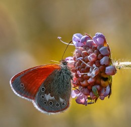 Бабочка сенница обыкновенная - Coenonympha glycerion... / Лето на Вологодчине...