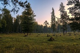 Пеньки, кругом пеньки! / ***