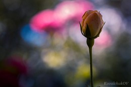 ТРОянда / Рожева троянда у парку