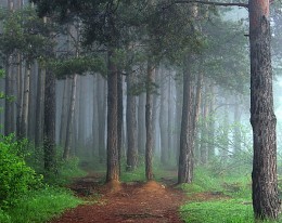 лес / Утро лес туман