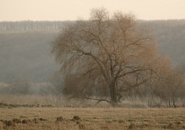 Fantasy / Воронеж, пос. Малышево