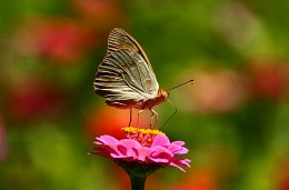 Бабочка июля... / Бабочка перламутровка на цветке циннии изящной...