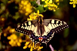 Махаон (Махаон обыкновенный, лат. Papilio machaon) / Май 2014