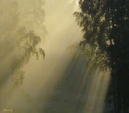 Утренний этюд / Петербург. Парголово