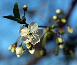Щупальца / цветение приведшее к вишнеобилию этого года)