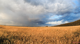 Пшеничное поле перед грозой! / пшеничное полке в Сибири