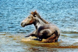 когда действительно жарко... / купание лошадки в реке Сож на городском пляже в Гомеле