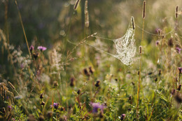 August morning.. / Август, утро