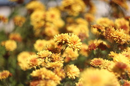 yellow / yellow flowers