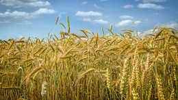 Урожай осенью / Сельскoе поле с пшеницей до сбора урожая