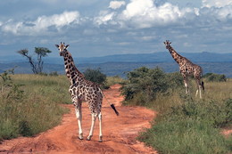 Далёкая и такая близкая Африка / Снимок сделан в национальном парке Мёрчисон Фоллс в Уганде в ноябре 2014 года.