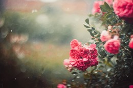 ### / Розочки в нашем огороде во время дождя