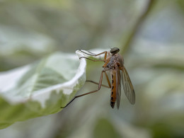 Rhagio tringarius / Хищная муха бекасница