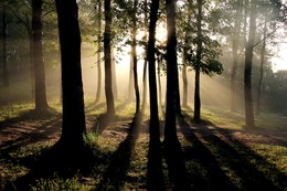 Утро на краю леса / Раннее утро с туманом на краю леса