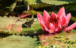 Лилия и лягушка / Флора парк, водоём кувшинки лягушки