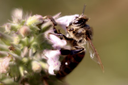Пчелка / Пчела собирает нектар