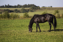 На пастбище / Конь в противомоскитной маске.Эти маски предохраняют глаза животного от насекомых,солнечного излучения и грибковой инфекции из травы
