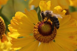 Пчёлочка златая / Без устали работают пчёлы на цветах, когда есть взяток