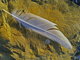 Вот чайка пролетела... / Здесь дикие берега на побережье к югу от Абрау-Дюрсо. Здесь круглый год из прибрежных скал бъют родники и чайки слетаются на водопой...