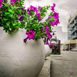 Petunia / Петуния / SONY ILCE-6000 camera lens SEL50 F/4.5 ISO 100