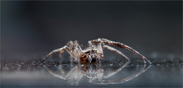 Хозяин галактики / фото паука на поверхности слекла