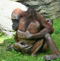 Орангутаны тоже могут любить ... / Обезьяны