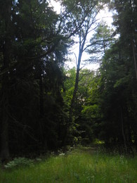 Дремучий лес / Лес около Беловежской пущи