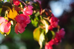 Цветение / Больше фото по ссылке: http://steklo-foto.ru/photogellary