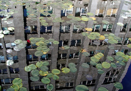 нескучный сад / отражение здания в пруду с кувшинками