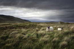 Irish Pastorale / Thunderstorm approaching the Mweelrea Mountains 

Mayo / Ireland