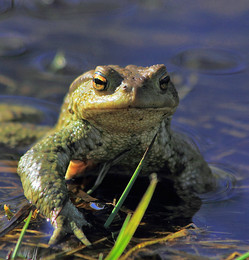 Салтычиха / ***