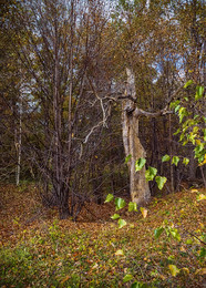 Леший / Осенний лес